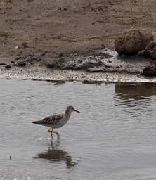 Wood Sandpiper