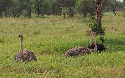 Tarangire NP Bird Ostrich