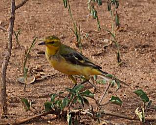 Tarangire NP Bird Xxx Yellow Throated Longclaw