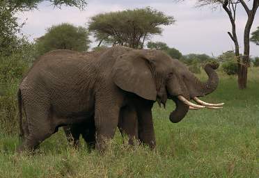  Elephant