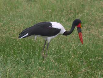  Saddle Billed Stork