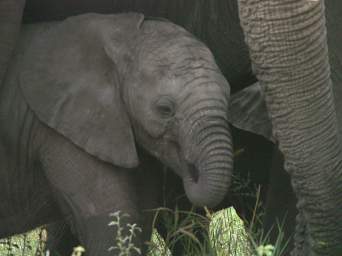  Elephant Baby