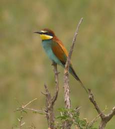 European Bee Eater