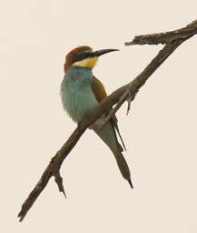 European Bee Eater