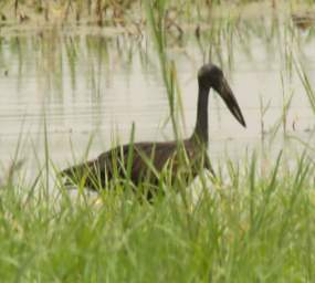  Open Billed Stork