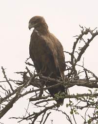 Brown Snake Eagle
