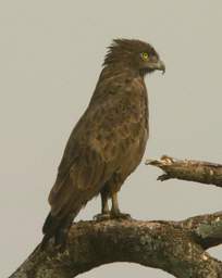 Black Chested Snake Eagle