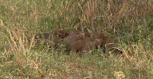  Banded Mongoose