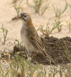 Speckle Fronted Weaver