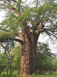 Baobab Gary