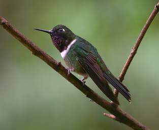 Amethyst Throated Sunangel
