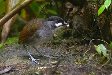 Jocotoco Ant Pitta