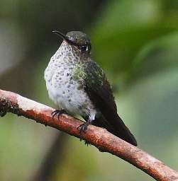 Bird Xxx Hummingbird
