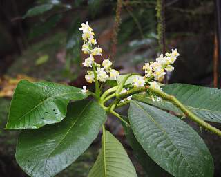 Flower Xxx White Yellow
