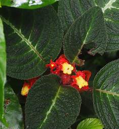 Flower Xxx Red Yellow