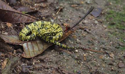 Snake Speckled Forest Pitviper