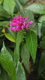Flower Xxx Pink