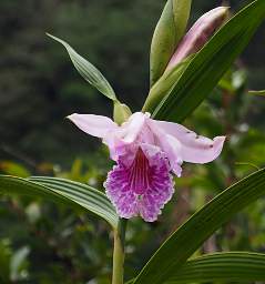 Orchid Xxx White Pink