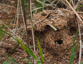 Copalinga Leafcutter Ant Mound