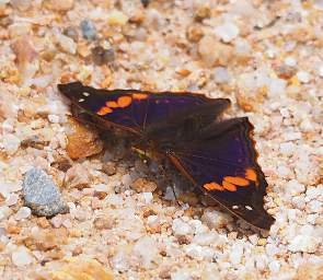  Orange Banded Emperor Doxocopa Elis