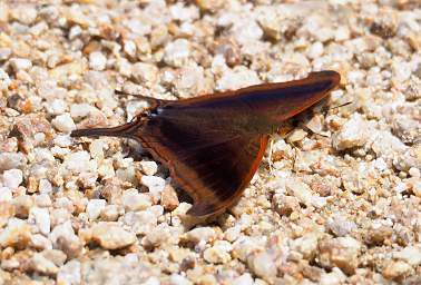  Waiter Daggerwing Marpesia Zerynthia