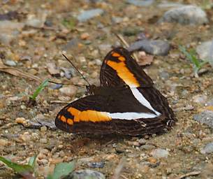  Cocala Sister Adelpha Cocala