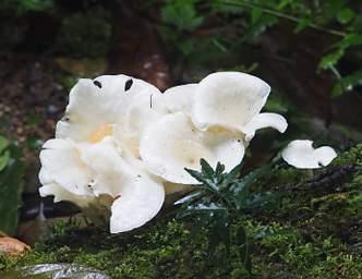 Copalinga Fungi Xxx