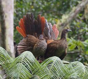 Speckled Chachalaca