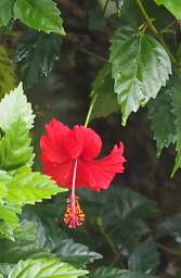 Hibiscus Red