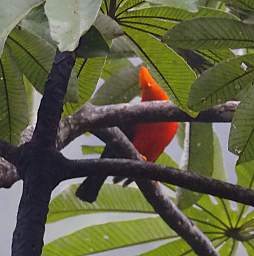 Andean Cock Of The Rock