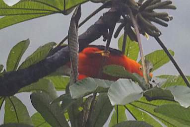 Andean Cock Of The Rock
