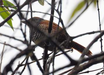 Bird Xxx