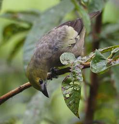 Palm Tanager