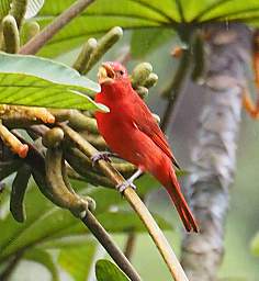 Summer Tanager