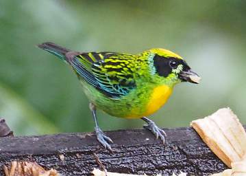 Green And Gold Tanager