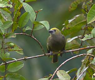 Palm Tanager
