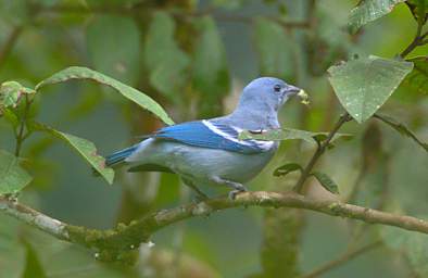 Blue Grey Tanager