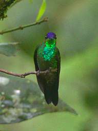 Violet Fronted Brilliant