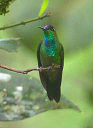 Violet Fronted Brilliant