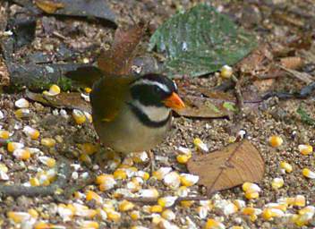 Orange Billed Sparrow