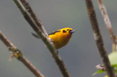 Golden Tanager