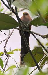 Squirrel Cuckoo