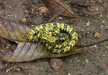Copalinga Snake Speckled Forest Pitviper