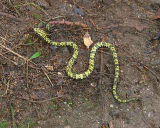 Copalinga Snake Speckled Forest Pitviper
