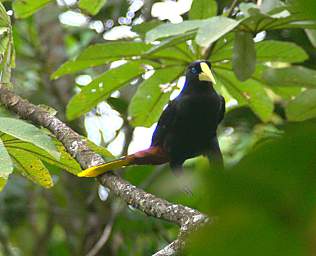 Crested Oropendola