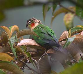 White Breasted Parakeet