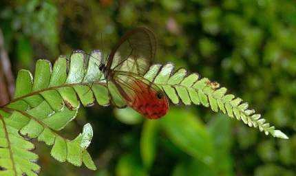  Paradise Phantom Cithaerias Phantoma