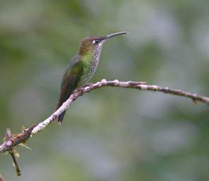 Bird Xxx Green Crowned Brilliant F