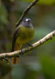 Copalinga Podocarpus Park Bird Ornate Flycatcher