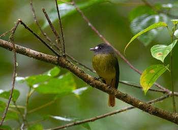 Copalinga Podocarpus Park Bird Ornate Flycatcher